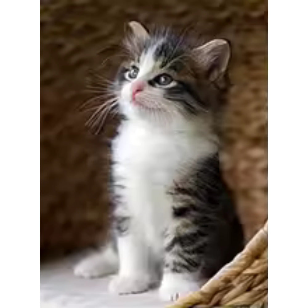 Cat diamond Painting Cross Stitch Kits Mosaic Embroidery Home Decoration 5D DIY Art New Arrivals
